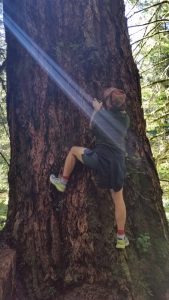 Climbing a Sitka tree